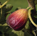 Tropical Figs Mini Tree for garden