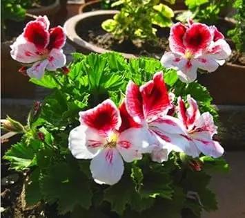 Light Yellow Univalve Geranium Flower Seeds Dhara Seeds