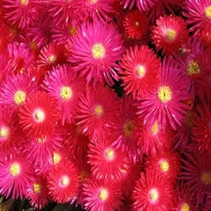 Bright red ice plant Dorotheanthus bellidiformis seeds for garden planting