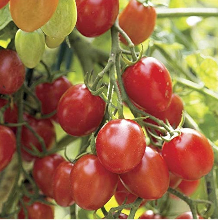 Fantastico Hybrid Grape Tomato Seeds | Super-Sweet Crack-Resistant Grape Tomatoes – Heirloom, Non-GMO, High Germination Organic Garden Seeds