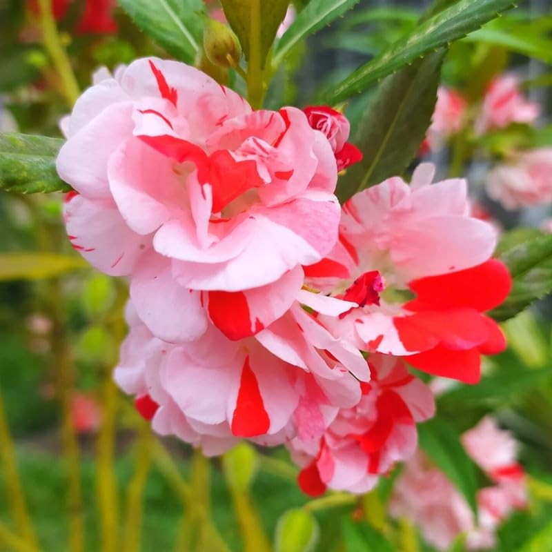 Heirloom Non-GMO Full Pink Balsamine Flower Seeds for Garden Planting – Lush Double Blooms for planting in your garden.