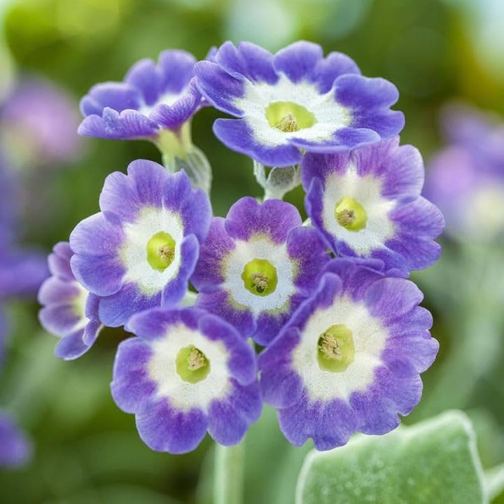Purple Primrose Flower Seeds for Planting - 100 pcs