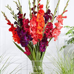 Gladiolus Flower Mix Seeds
