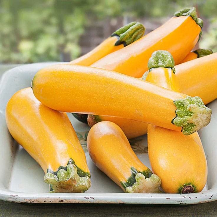 Hounds Squash Seeds for Planting Rare Speckled Vegetable Garden ( pcs)