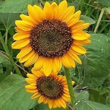 Yellow Sunflower Seeds for Planting – Bright Garden Blooms, Easy to Grow, Non-GMO Dhara Seeds