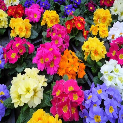 Mixed Primula Flower - Heirloom, Non - Gmo Seeds