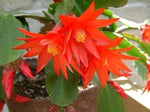 Organic Deep Red Schlumbergera Flower Seeds for Planting – Heirloom, Non-GMO seeds for planting in home garden