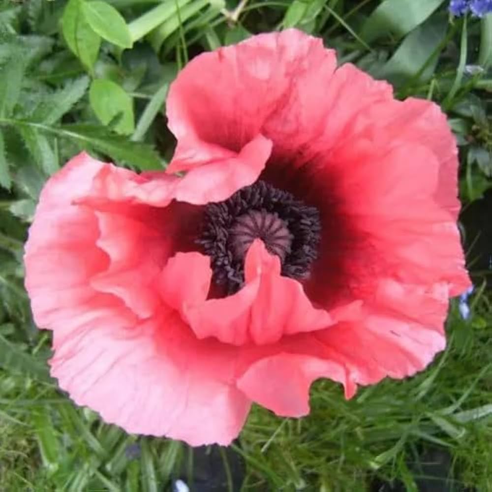Oriental Poppy Papaver orientale Flower Seeds for Planting
