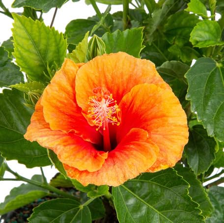 Orange Hibiscus Flower - Heirloom, Non - Gmo Seeds
