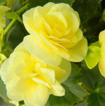 Heirloom Non-GMO Light Yellow Begonia Flower Seeds for Planting – Shade-Loving Ornamental Blooms seeds for planting in home garden