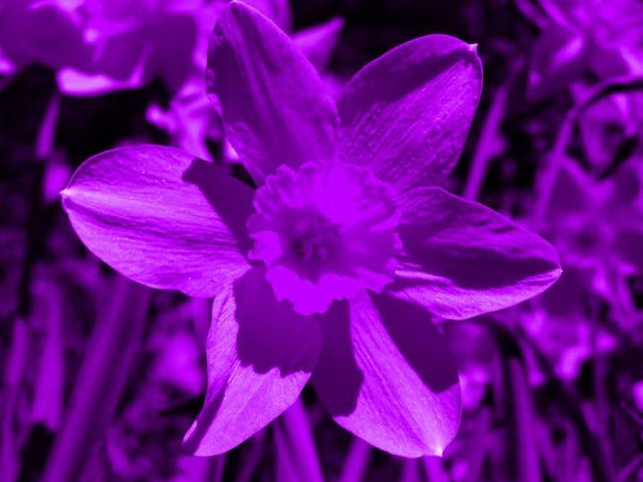Heirloom Non-GMO Narcissus Tazetta Flower Seeds for Planting – Fragrant Spring Garden Blooms
