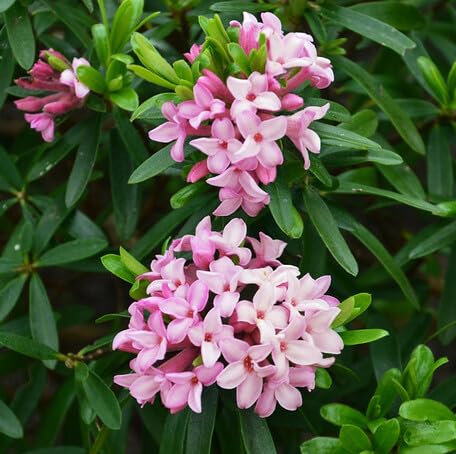 Pink Daphne Odora Flower - Heirloom, Non - Gmo Seeds