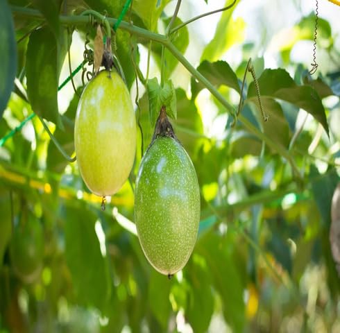 Green Passion Fruit - Heirloom, Non - Gmo Seeds