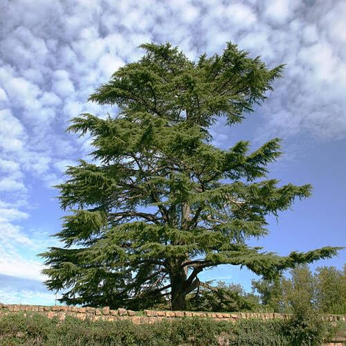 Cedar Tree Green