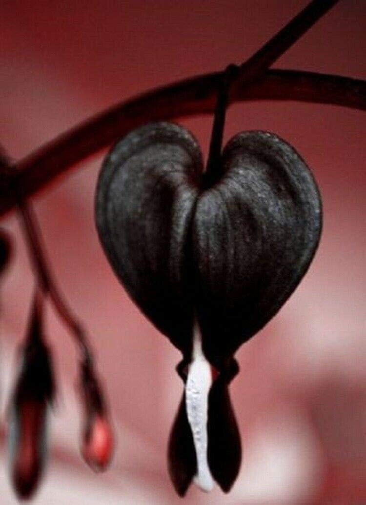 Black Bleeding Heart Seeds