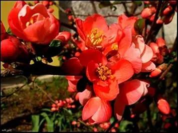 Orange Quince Flower Seeds for Planting - NON GMO Seeds Dhara Seeds