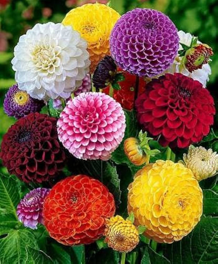 Mix Dahlia Fantasy Flower Seeds for Planting, 100