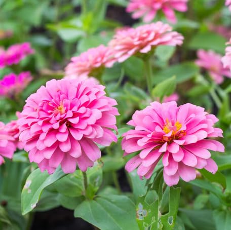 Pink Zinnia Flower - Heirloom, Non - Gmo Seeds