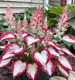 Hosta Hosta spp. Seeds for planting in shade garden