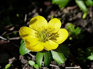 Fresh Winterling Flower Seeds for Planting - 100 seeds for planting in home garden