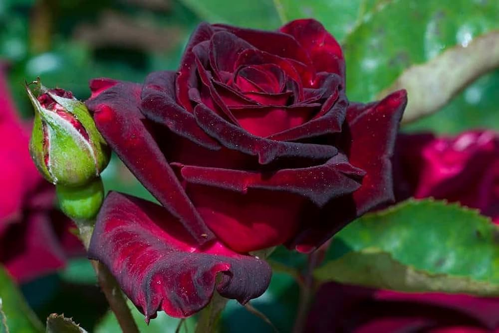 Rose Rosa Hybrida Black with White Red Edge Flower Seeds for Planting