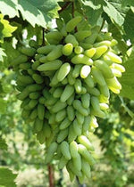 White Grapes (Vitis vinifera) for planting in home vineyard