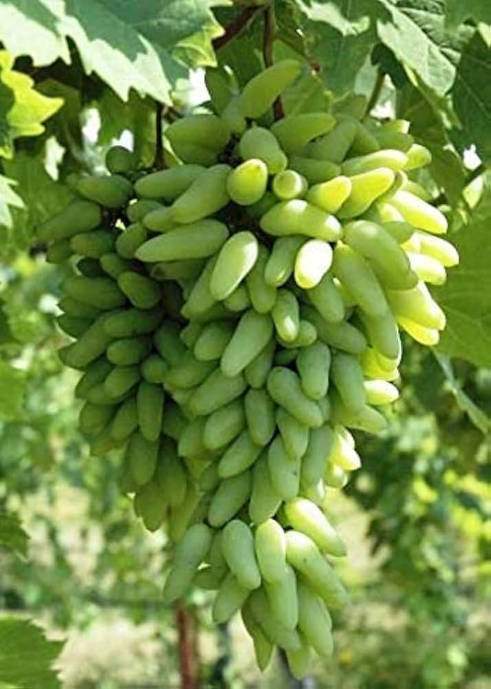White Grapes (Vitis vinifera) for planting in home vineyard