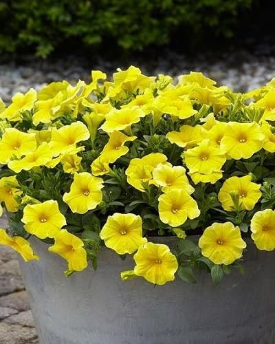 Yellow Double Petunia Flower - Heirloom, Non - Gmo Seeds