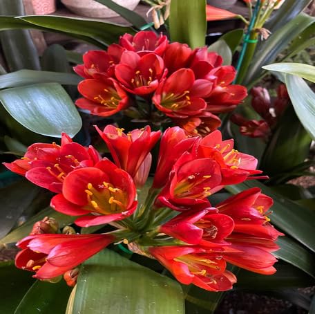 Red Clivia Flower