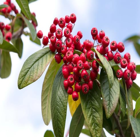 Red Cotoneaster Fruit - Heirloom, Non - Gmo Seeds