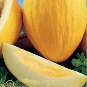 Yellow Melon Fruit Seeds - Grow Sweet Yellow Melons in Your Yard