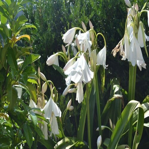 Crinum Flower - Heirloom, Non - Gmo Seeds