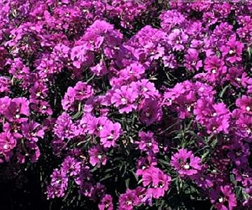 Clarkia Passion Viola Seeds for Beautiful Violet Flowers