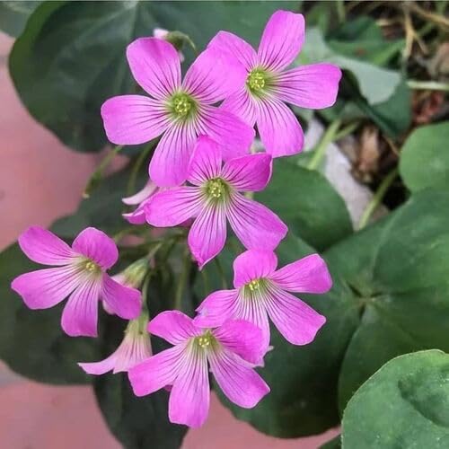 Oxalis Flower Pink - Heirloom, Non - Gmo Seeds