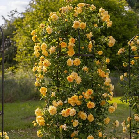 Yellow Climbing Rose Flower - Heirloom, Non - Gmo Seeds