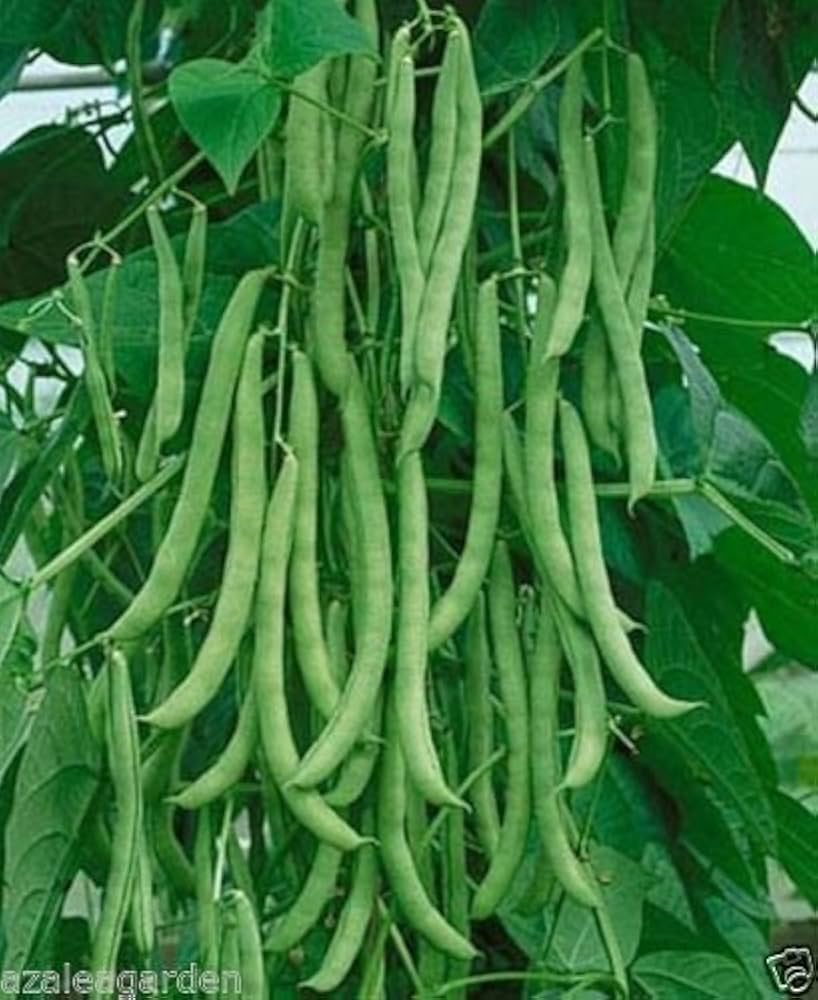 Landreth Green Bean Seeds Phaseolus vulgaris for Planting in Home Garden