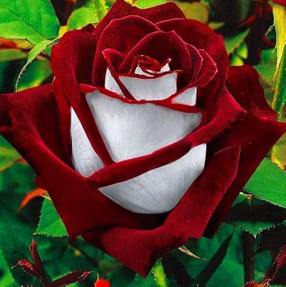 Osiria Rose Heirloom Mixed Color  Flowering Seeds For Planting