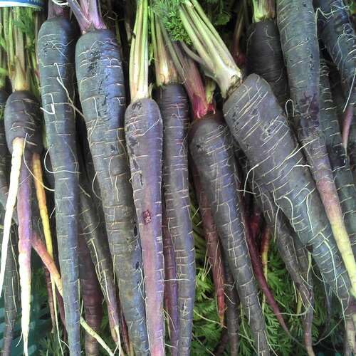 Black Carrot - Heirloom, Non - Gmo Seeds