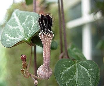 Ceropegia Woodii Succulents Heirloom Non Gmo Image