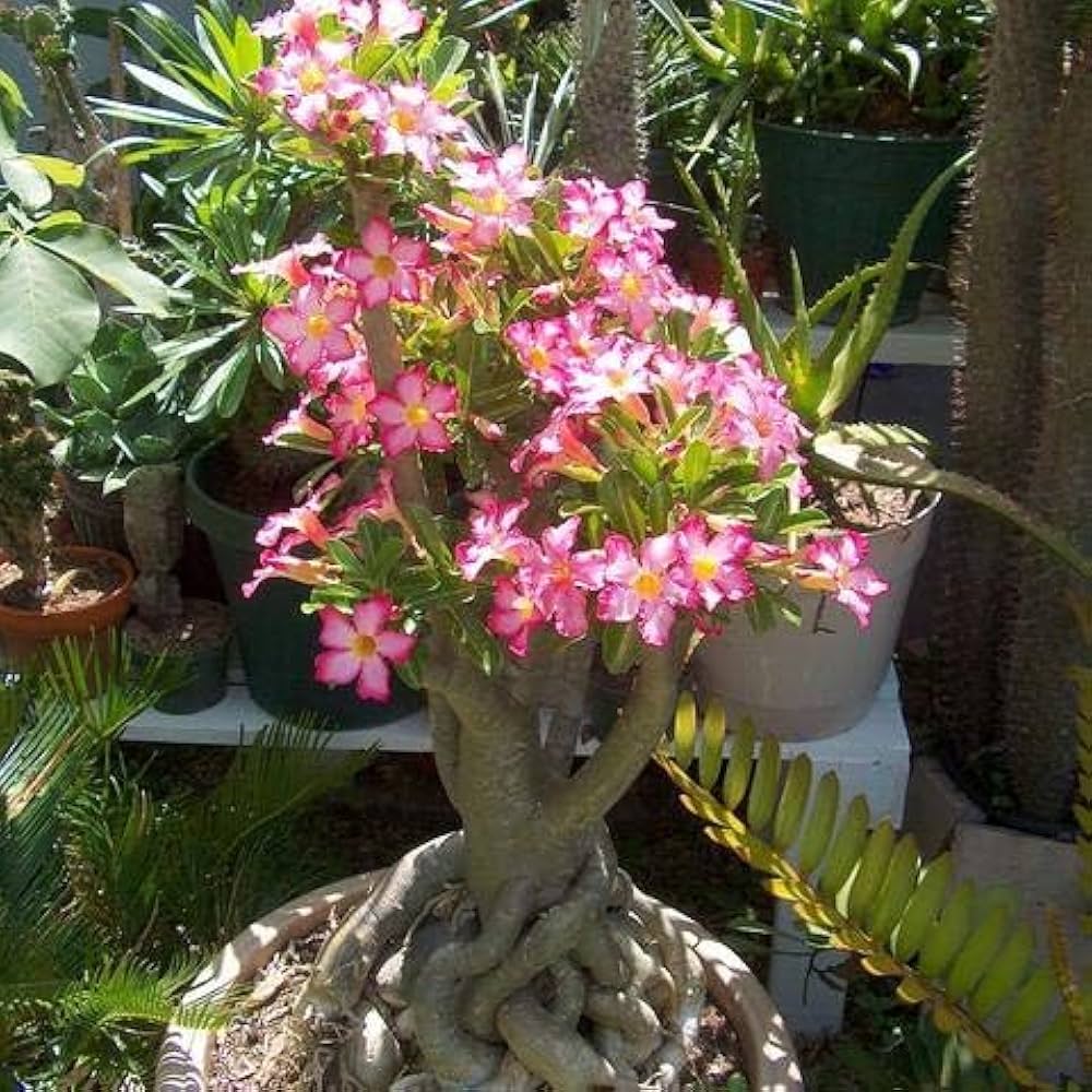 Rose Bonsai Tree Seeds - Pieces for Yard Decoration and Multiple Color Varieties