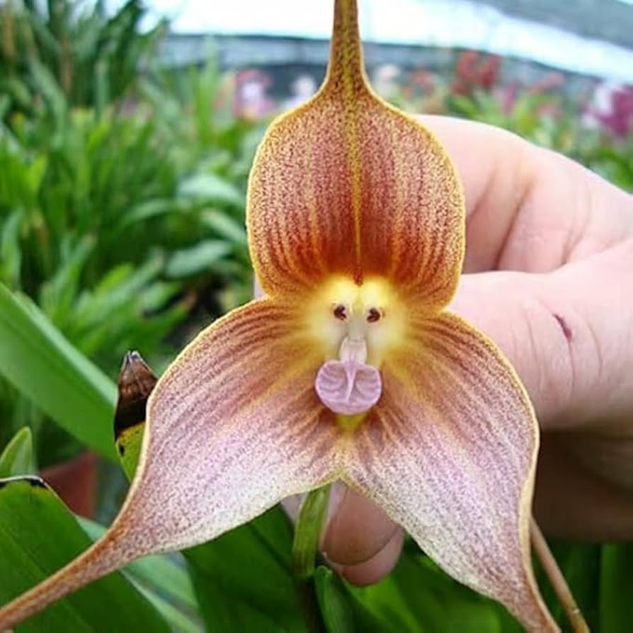 Colored Mixed Bag Monkey Face Orchid Plants Orchis Simia Seeds for Planting for Flower Bed and Home Garden