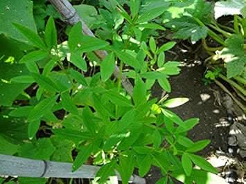 Chipilin Guatemalan Vegetable Seeds for Planting