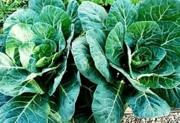 Green Collard Greens Plant Seeds for Planting NON GMO Seeds Dhara Seeds