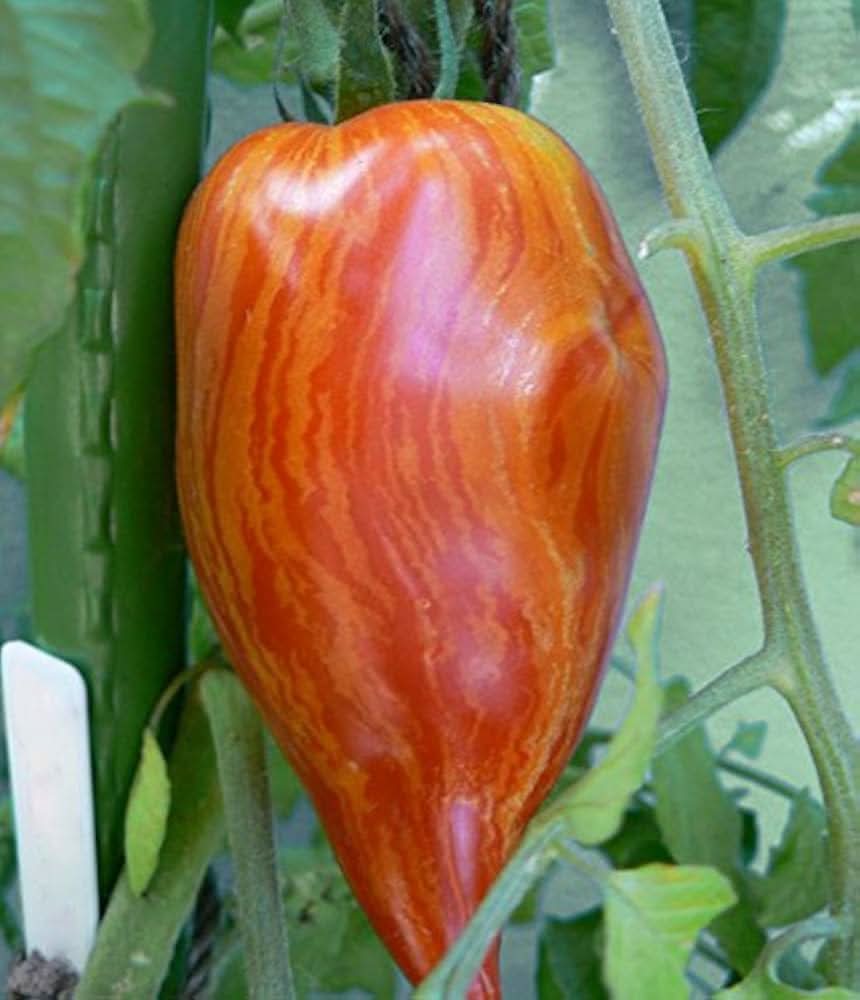 Heirloom Speckled Roman Tomato Seeds for Planting