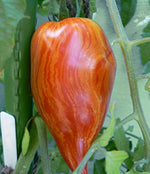 Striped Roman tomato grown from organic seeds with elongated fruits and striking red-orange stripes