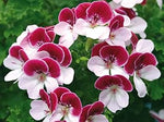 White (White scientific name) for planting in garden