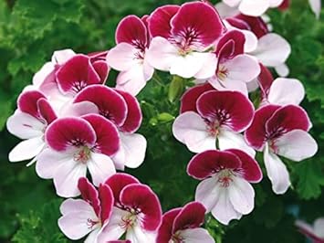 White (White scientific name) for planting in garden