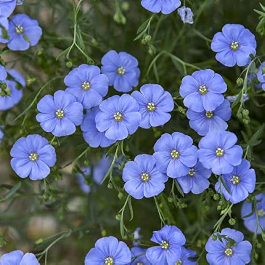 Blue Flax Flower Seeds for planting
