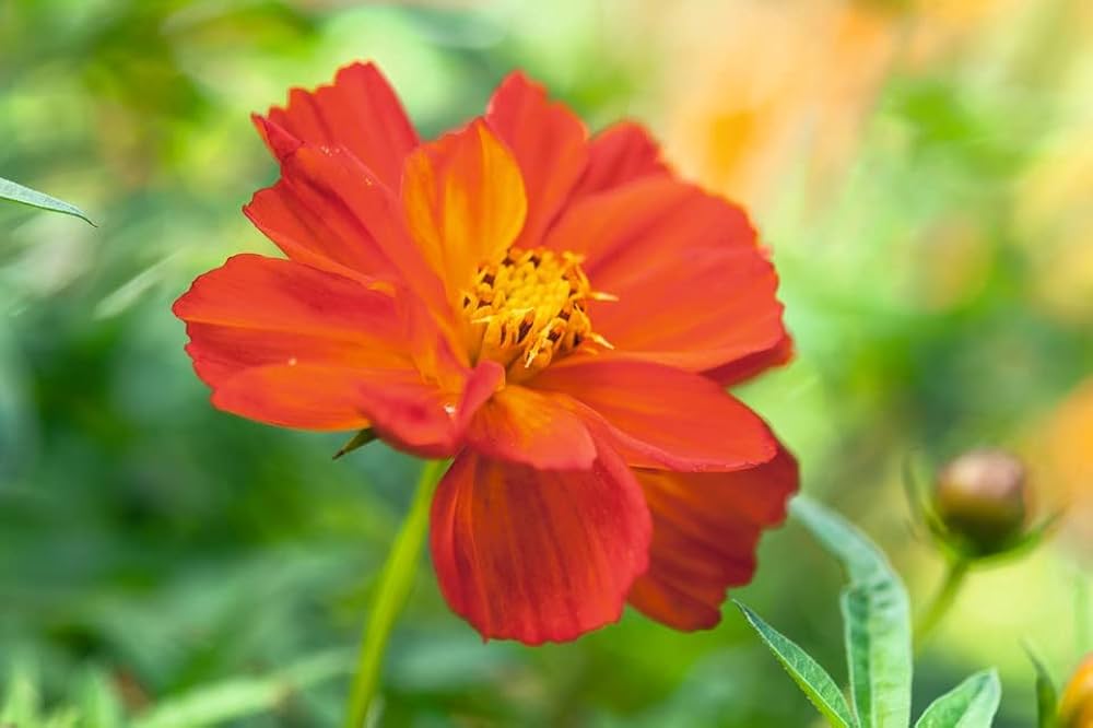 Cosmos Sulphureus Seeds for Planting - Ideal for Flower Bed & Urban Garden