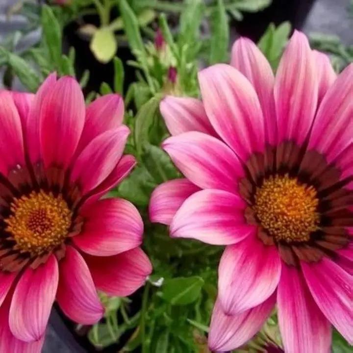 Pink Gazania Rigens Flower Seeds for Planting - NON GMO Seeds Dhara Seeds